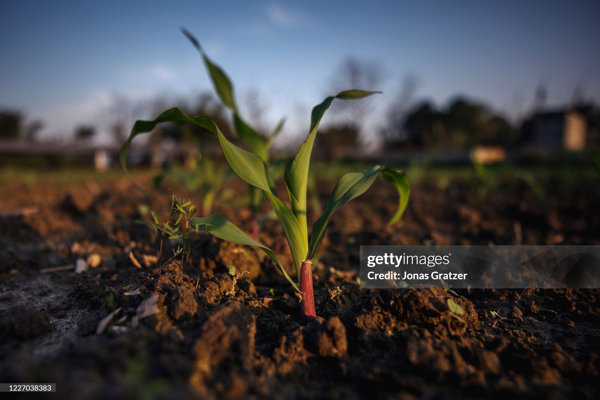 ORGANIC FARMING
